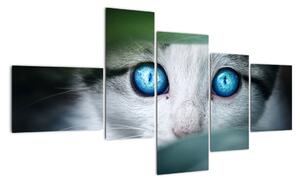 Obraz mačky, žiarivé oči (Obraz 150x85cm)