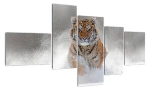 Obraz bežiaceho tigra (Obraz 150x85cm)