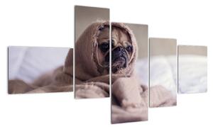 Obraz - pes v deke (Obraz 150x85cm)