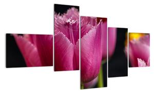 Tulipány - obrazy (Obraz 150x85cm)