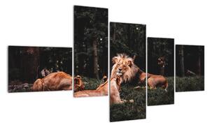 Obrazy - levy v lese (Obraz 150x85cm)