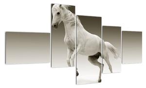 Obrazy bieleho koňa (Obraz 150x85cm)