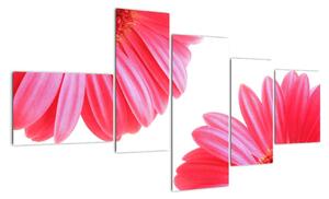 Obraz kvetín - astra (Obraz 150x85cm)