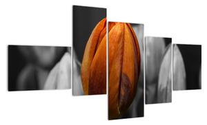 Oranžový tulipán medzi čiernobielymi - obraz (Obraz 150x85cm)