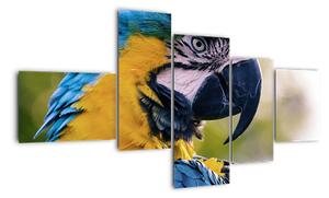 Obraz - papagáj (Obraz 150x85cm)