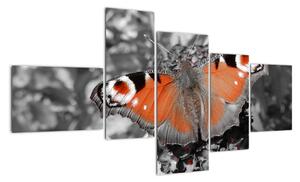 Oranžový motýľ - obraz (Obraz 150x85cm)