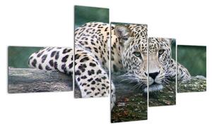 Obraz leopard (Obraz 150x85cm)