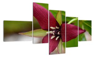 Kvitnúca rastlina - obrazy do domu (Obraz 150x85cm)