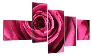 Obraz ružové ruže (Obraz 150x85cm)