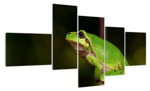Obraz žaby (Obraz 150x85cm)