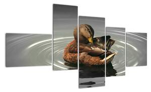 Obraz - kačice vo vode (Obraz 150x85cm)