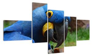 Obraz - papagáj (Obraz 150x85cm)