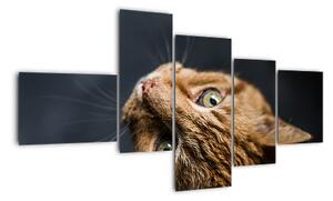 Moderný obraz - mačky (Obraz 150x85cm)