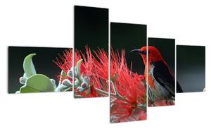 Obraz vtákov - červená (Obraz 150x85cm)