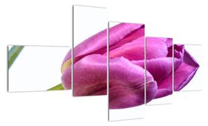 Obraz ružového tulipánu (Obraz 150x85cm)