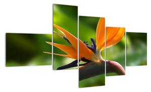 Detail kvetu - obraz (Obraz 150x85cm)