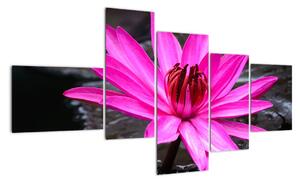 Obraz s detailom kvetu (Obraz 150x85cm)