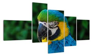 Obraz papagája (Obraz 150x85cm)