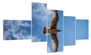 Obraz letiaceho vtáka (Obraz 150x85cm)