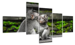 Obraz na stenu - opice (Obraz 150x85cm)