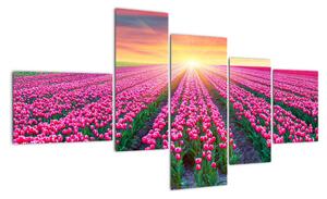 Obraz - polia kvetov (Obraz 150x85cm)