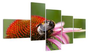 Obraz včely na kvete (Obraz 150x85cm)