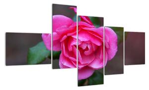 Obraz ruže na stenu (Obraz 150x85cm)