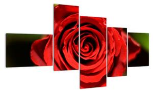Obraz ruže (Obraz 150x85cm)
