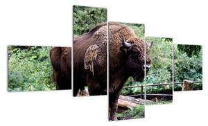 Obraz s americkým bizónom (Obraz 150x85cm)