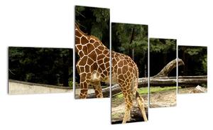 Obraz žirafy (Obraz 150x85cm)