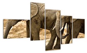 Slon, obraz (Obraz 150x85cm)