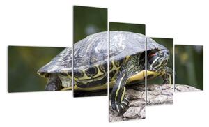 Obraz suchozemské korytnačky (Obraz 150x85cm)