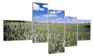 Pole pšenice - obraz (Obraz 150x85cm)
