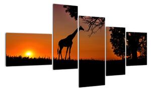Obraz žirafy v prírode (Obraz 150x85cm)