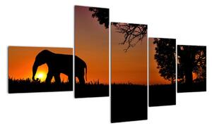 Obraz slona v prírode (Obraz 150x85cm)