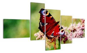 Motýľ - obraz (Obraz 150x85cm)