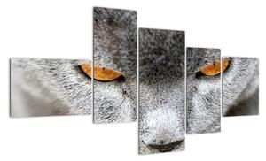 Mačka - obraz (Obraz 150x85cm)