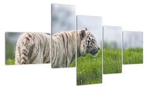 Tiger - obraz (Obraz 150x85cm)