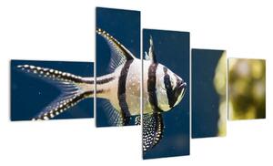 Ryba - obraz (Obraz 150x85cm)