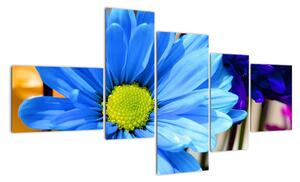 Modrá chryzantéma - obrazy (Obraz 150x85cm)