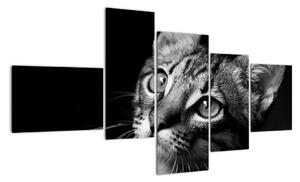 Obraz mačky (Obraz 150x85cm)