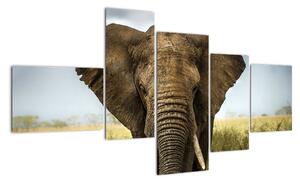 Slon - obraz (Obraz 150x85cm)