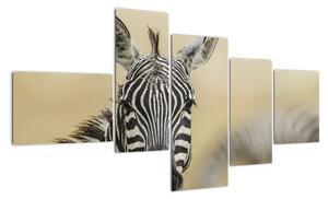 Zebra - obraz (Obraz 150x85cm)