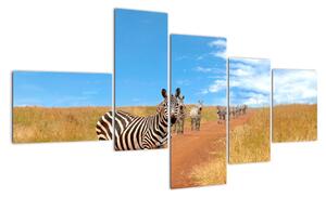 Zebra na ceste - obraz (Obraz 150x85cm)