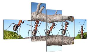 Obraz mravcov (Obraz 150x85cm)