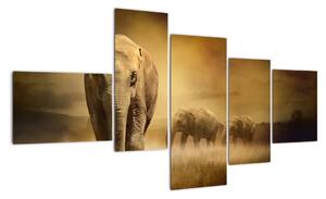 Obraz slona (Obraz 150x85cm)