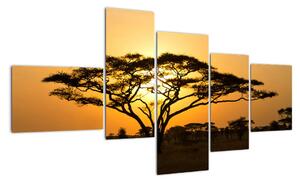 Fotka stromu - obraz (Obraz 150x85cm)