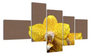 Žltá orchidea - obraz (Obraz 150x85cm)