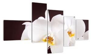Orchidea - obraz (Obraz 150x85cm)