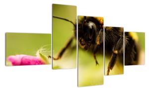 Včela - obraz (Obraz 150x85cm)